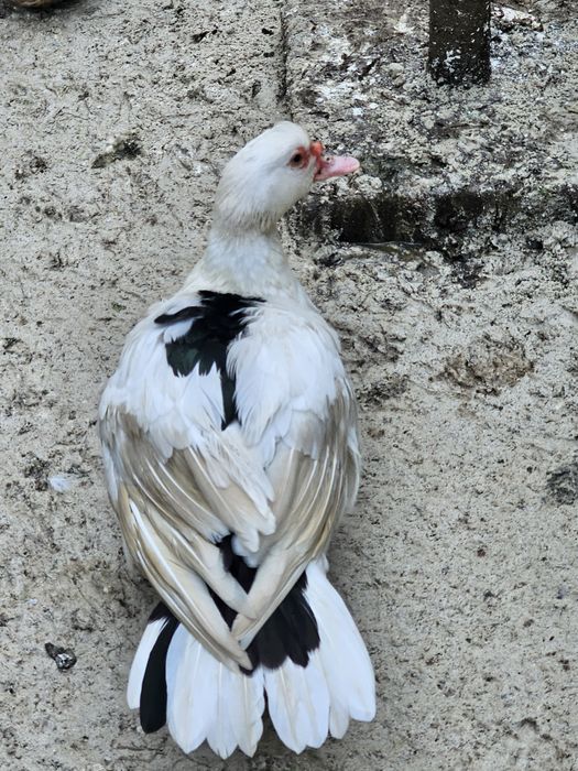 Vendo ou Troco por outras aves *Cairina Moschata*patos mudos adultos