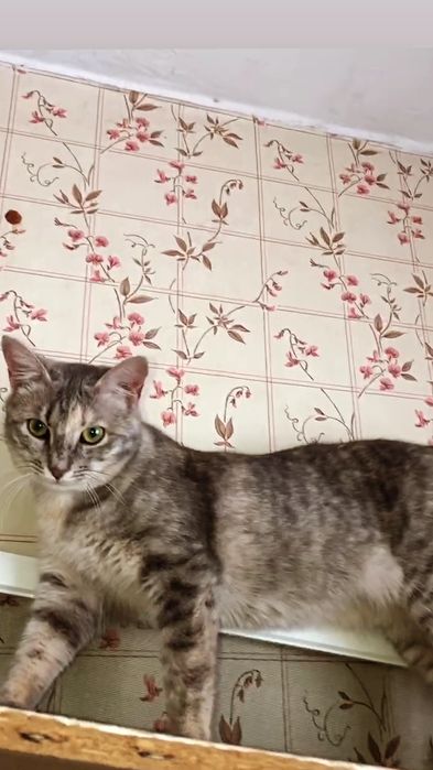 Отдам серую вискасную кошку, стерилизована,  вакцинирована, 8 месяцев