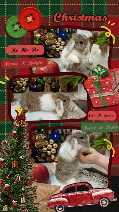 Mini Lopy baranki królik karzełek .Hodowla zarejestrowana KZHK