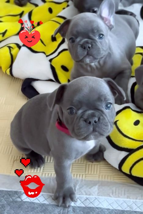 Файні цуценята блакитного кольору