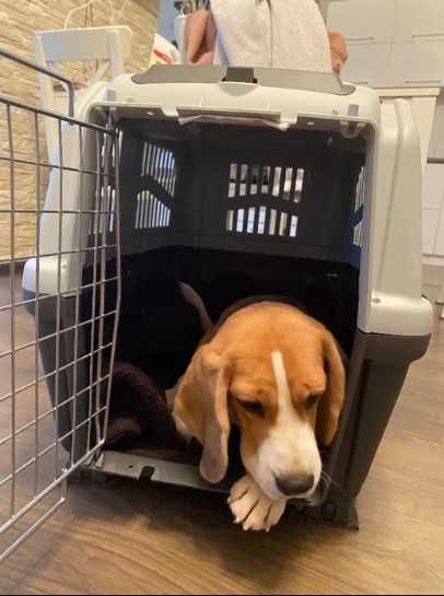 АВИа бокс iata переноска клетка для собак кошек от №1,2,3,4,5,6,7