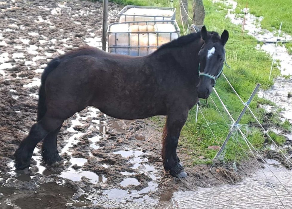 Poldros Percheron x Hispano Breton - Cavalos de tiro