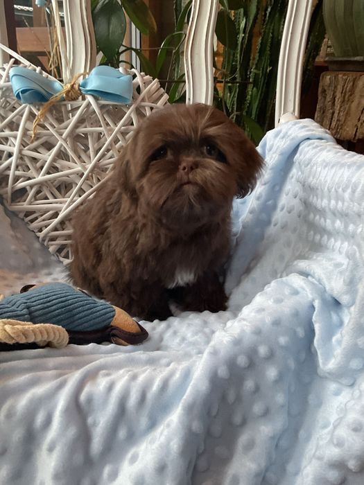 Shih-tzu Salonowy Piesek