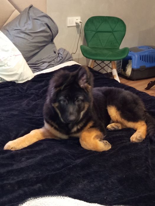 Цуценя німецької вівчарки