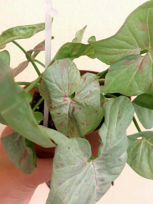 [Planta] Syngonium Milk Confetti