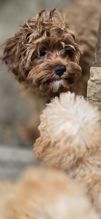 Cavapoo / chłopczyk