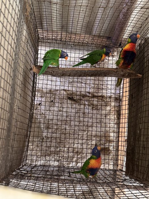 Casal de loris mulcanos adultos