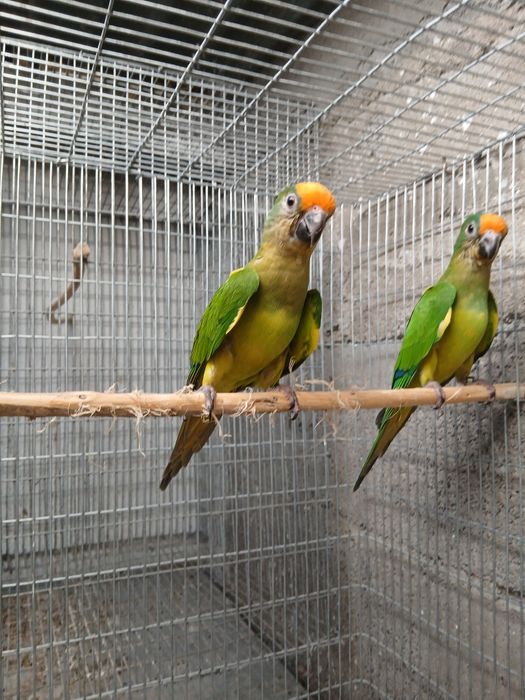 Um casa de aurias