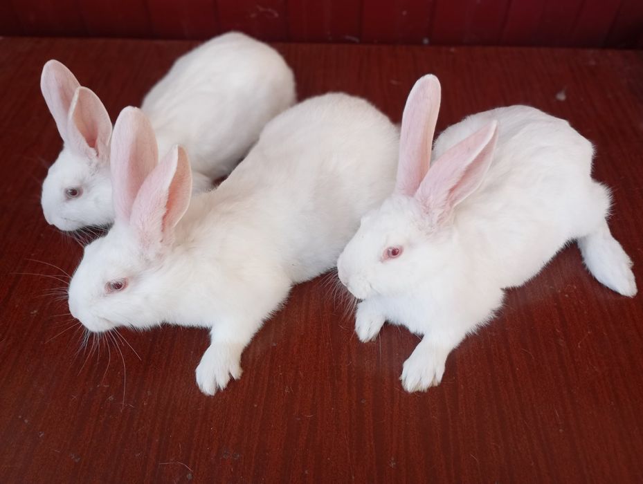 Термондська біла/ термони /кролі термонці/ термонська біла