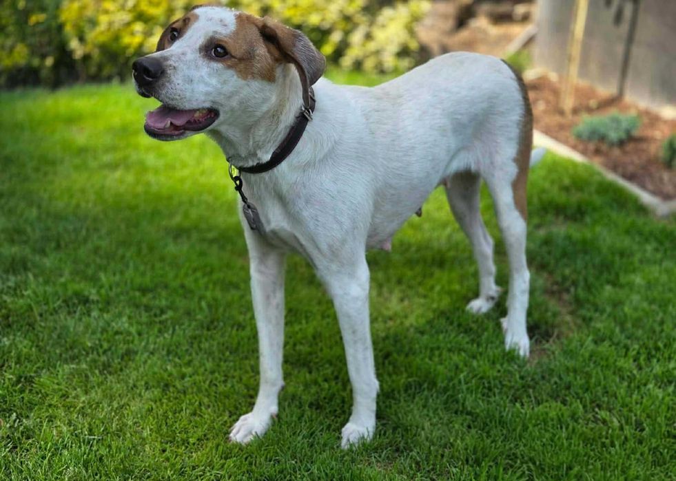 Cudowna Kira czeka na kochający domek. Adoptuj, pokochaj!