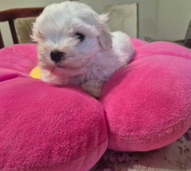 Maltańczyk piesek MINI 0,8 KG ZHPR