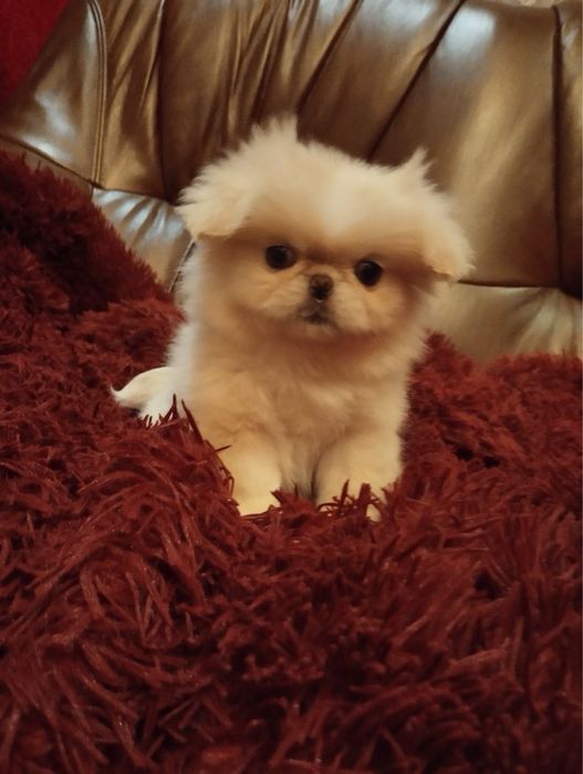 Цуценята Білого Пекінесика