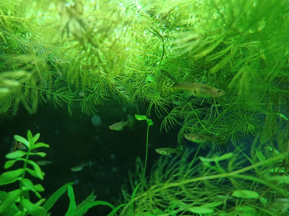 Narybek gupika pawie oczko