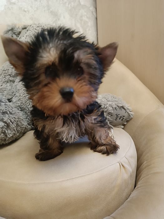 Милейшая мордашка очаровашка