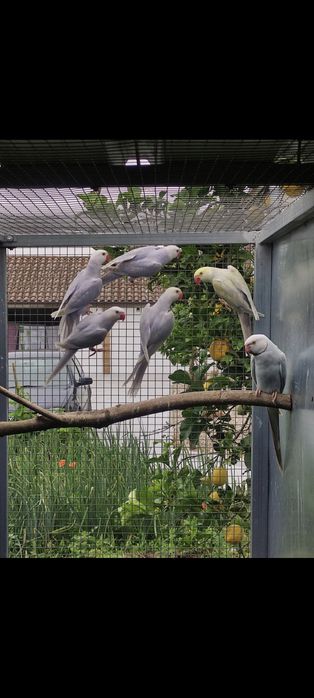 Casais adultos reprodutores (CCS/butercups...)