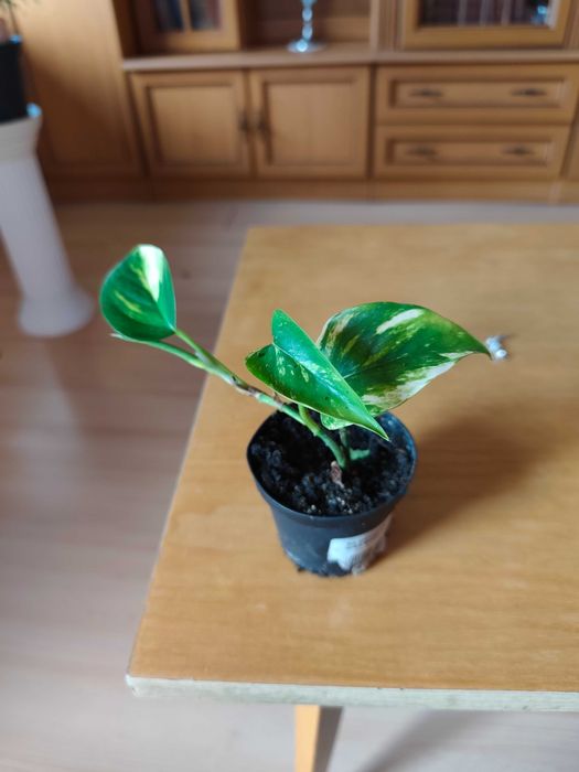 Scindapsus epipremnum aureum