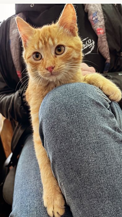 Котенята . Безкоштовно . Шукають дім