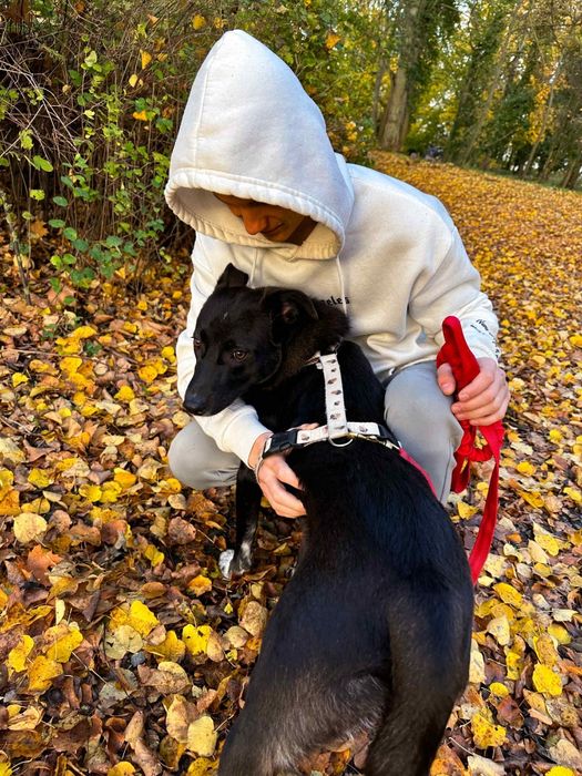 Średni piesek  młody jedynak