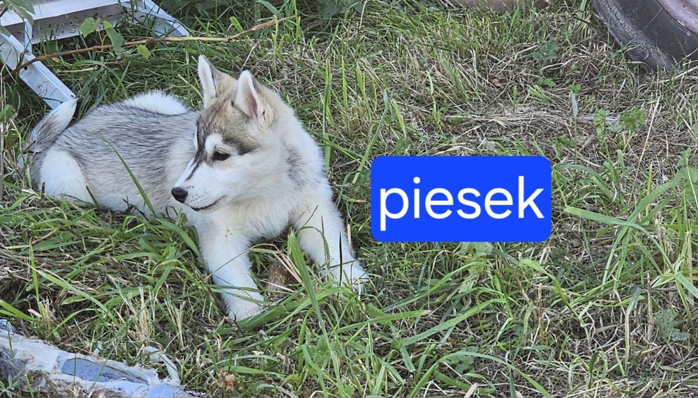 Szczeniak  Siberian  Husky