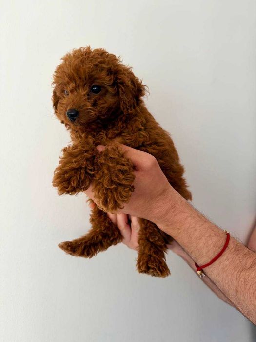 Caniche Toy Mini Femea Micro Menina Disponível