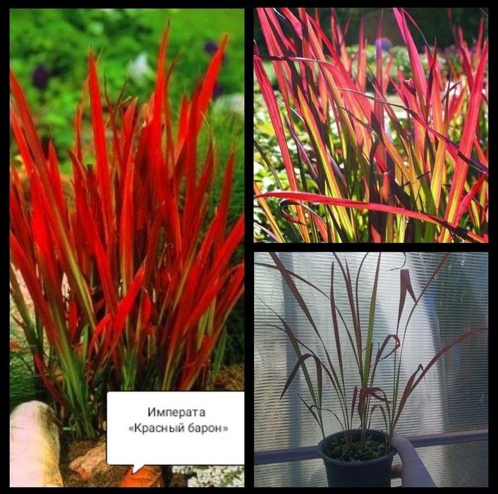 Кортадерия Розовая