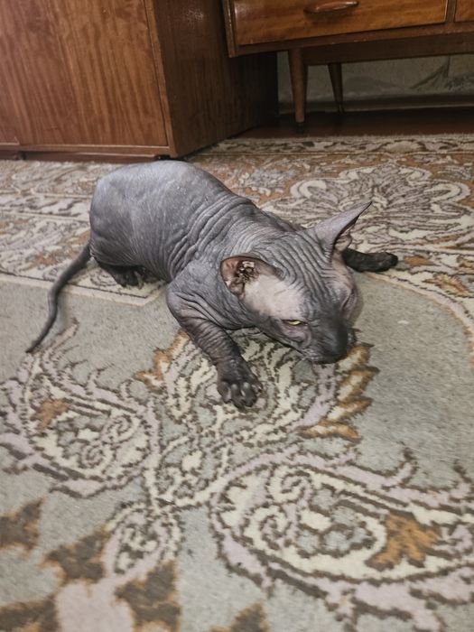 Донские сфинксы для вязки Киев.