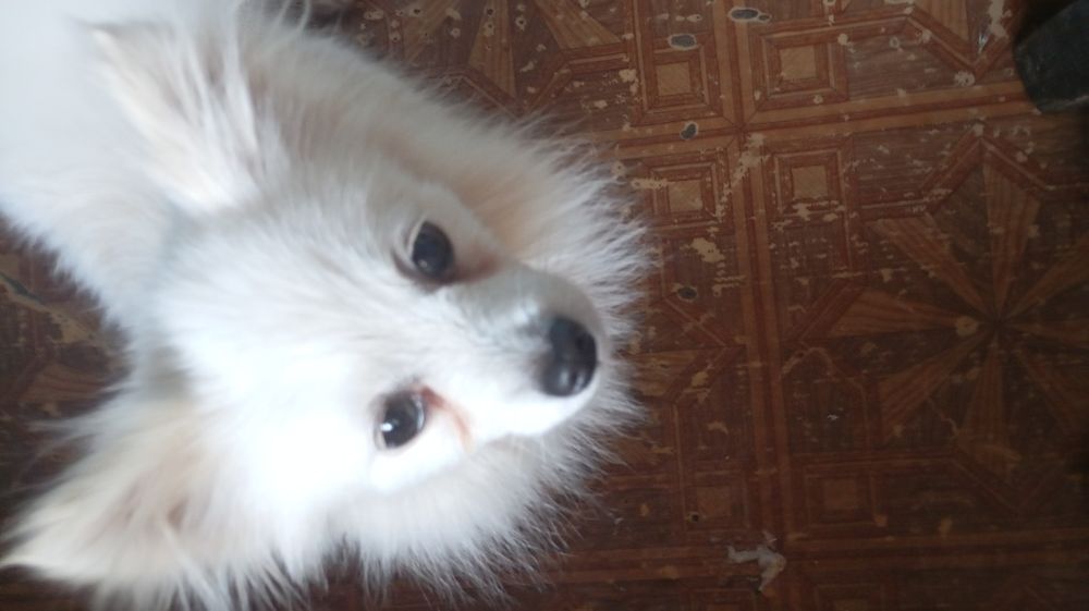 Пропала собака на ім'я глаша 13.03.2026