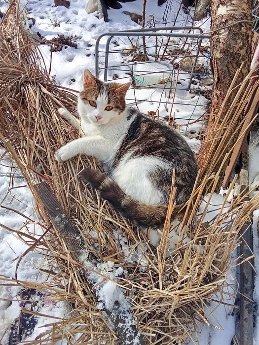 Кошечка в любящие руки от шотландской кошки