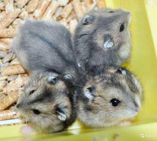 Хомячки, хомячата, хомяки джунгарские, карликовые, джунгарики, хомяк