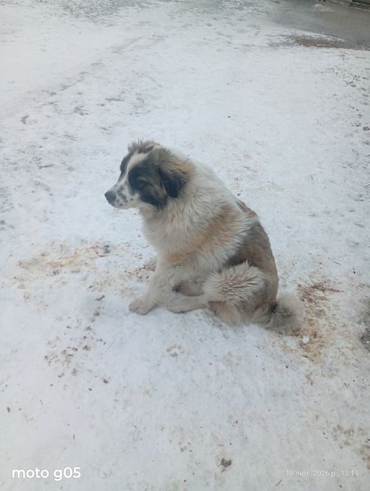 Продам собаку Московська сторожева