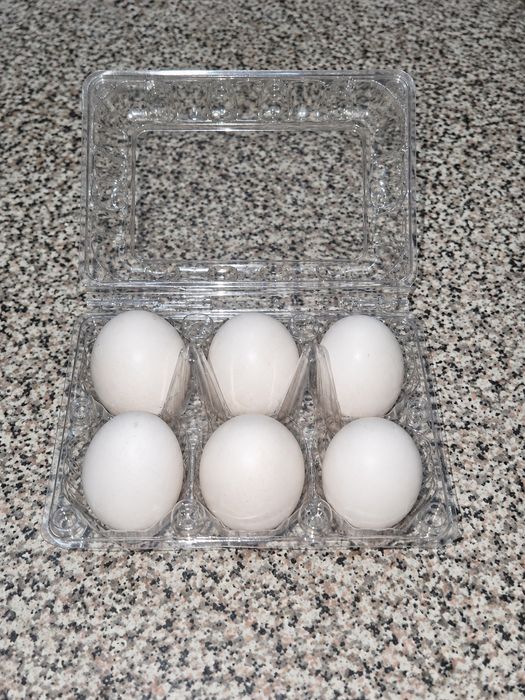 Ovos de Sedosa galados