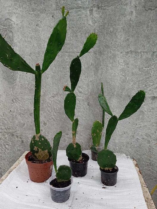 Комнатные растения (5 видов)