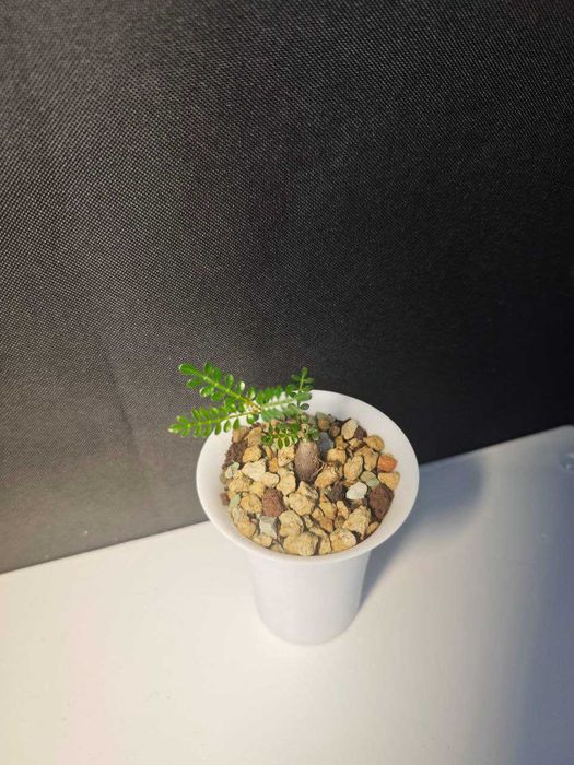 Operculicarya decaryi Caudex/ Kaudeks
