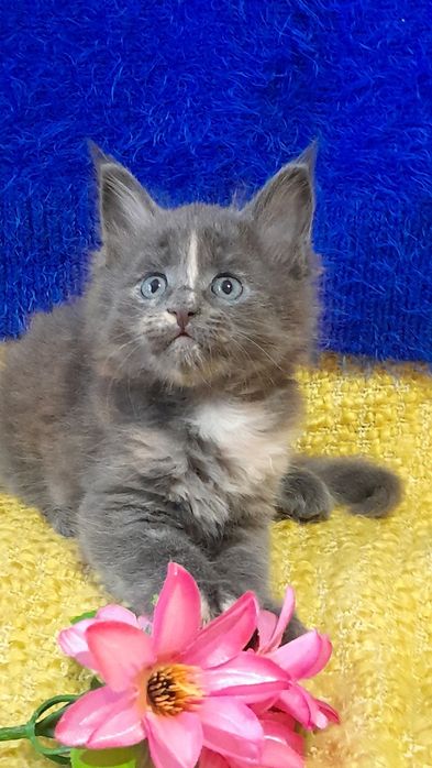 Пропоную кошенят мейн кун.