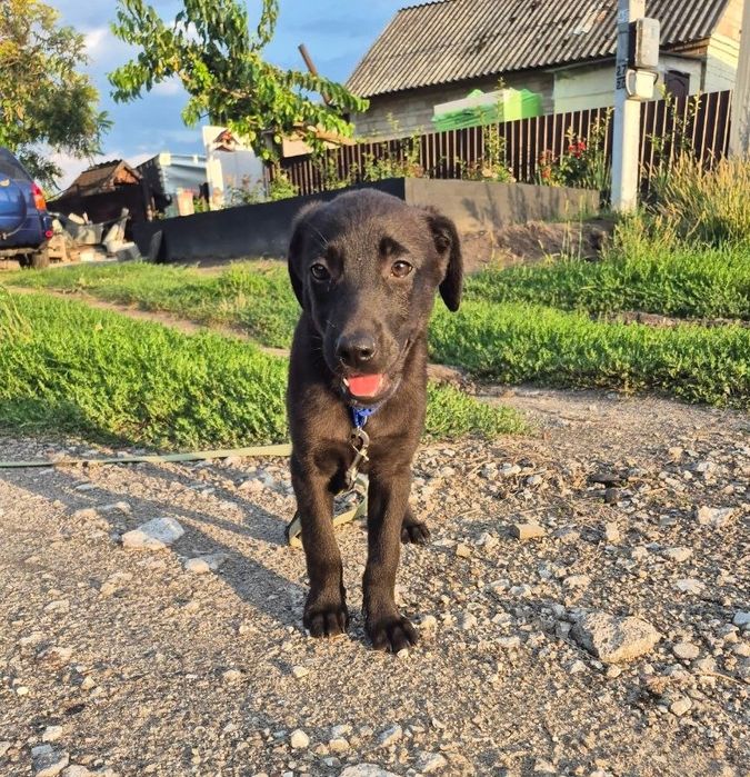 цуценята в добрі руки