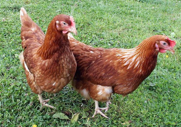 Nioski Lohmann Brown 24 tygodnie z Wysylka !