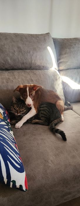 Cadelinha 3 meses ADOÇÃO RESPONSÁVEL