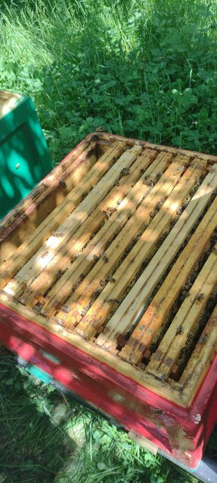 Sprzedam silne rodziny pszczele