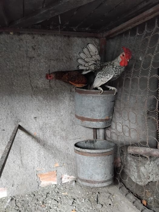 Galinha sebright