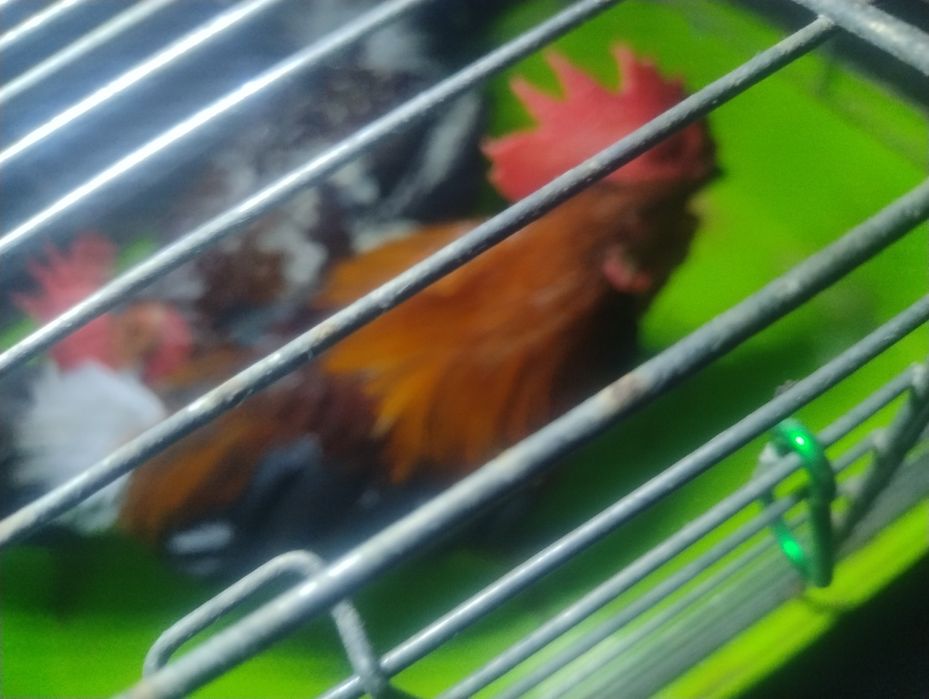 Kogutki Liliputki Tanio!!