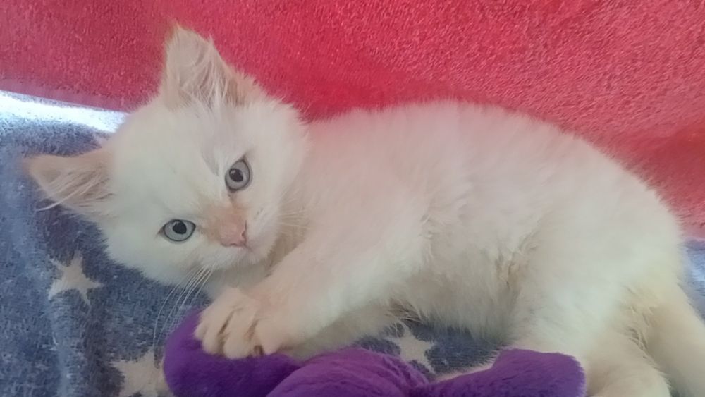 Невский маскарадный котик