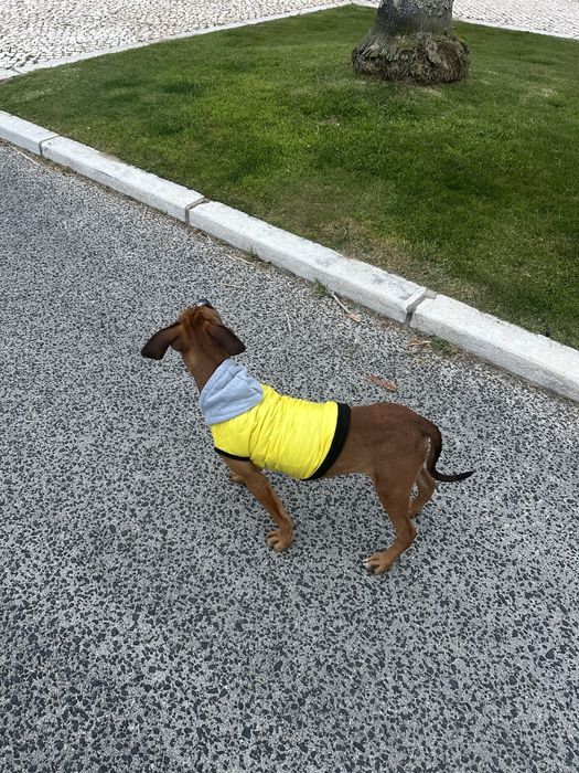 Adoção de cachorro