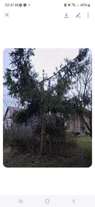 Oddam za darmo drewno