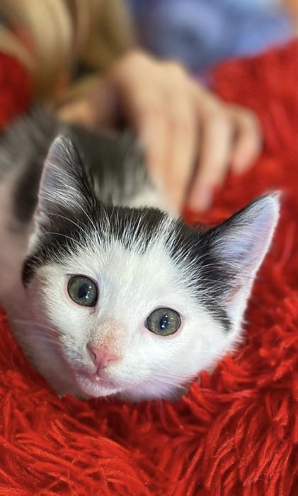 Maluni kocurek Teoś prawie do pokochania