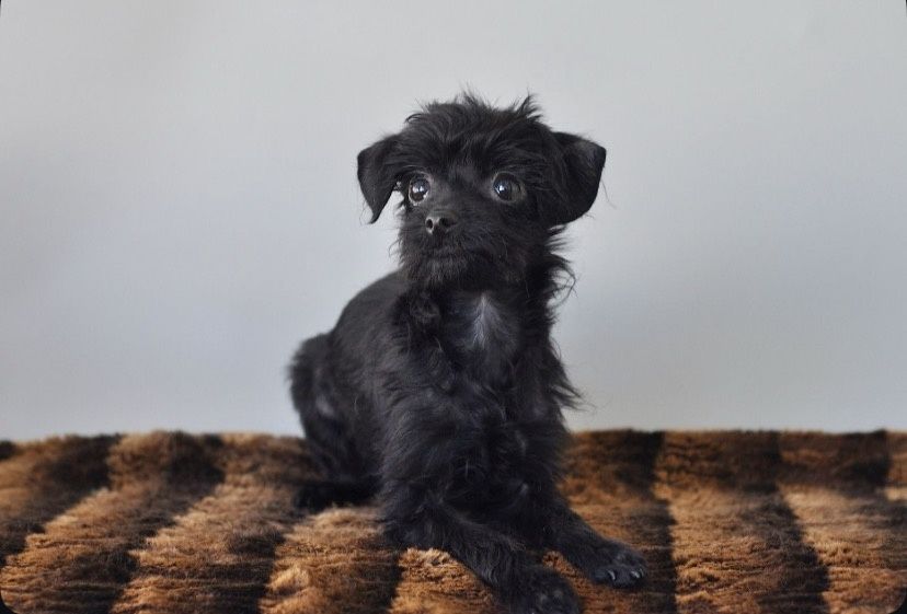 Той- терьер хлопчик