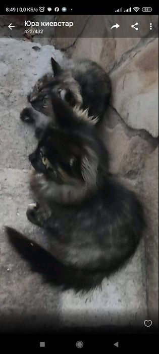 Віддам кицюню в лагідні руки дбайливого господаря