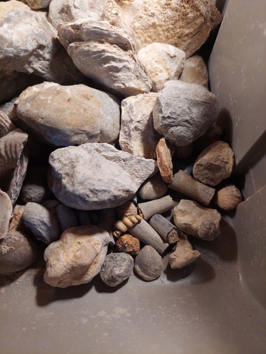 Fósseis-lote 50 peças por limpar e classificar