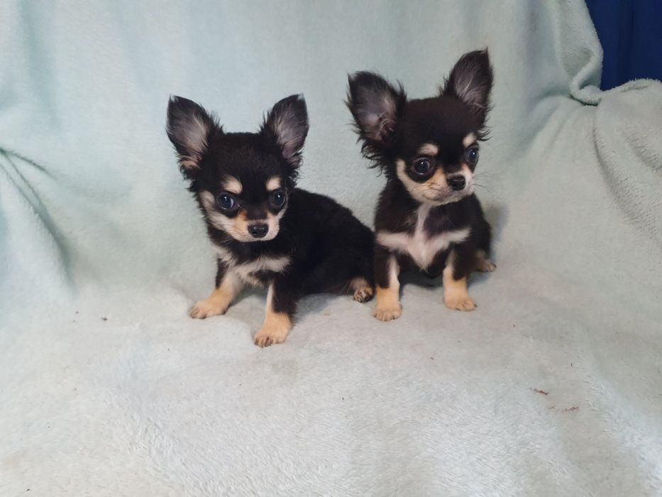 Пальчишки черноподпалые