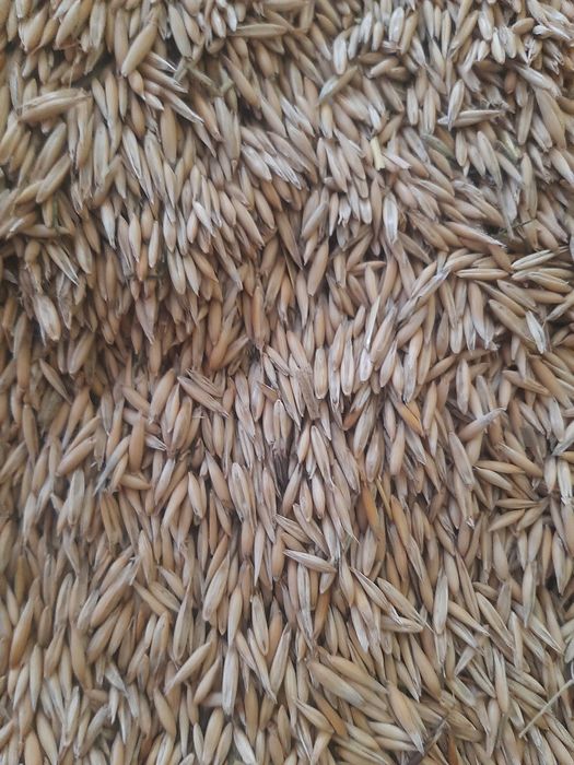 Овес урожай 2025 р.