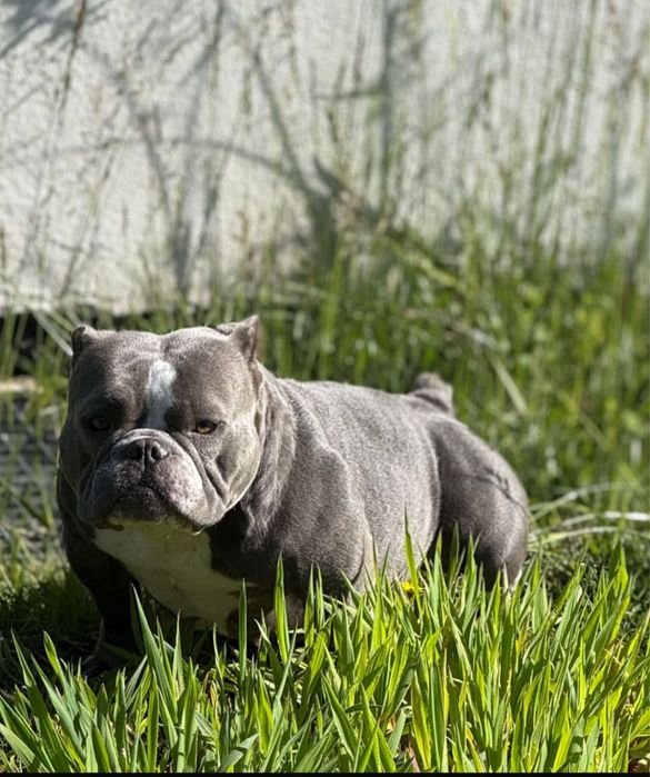 American bully nano Macho
